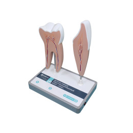 Интерактивный электрифицированный макет "Зубы"