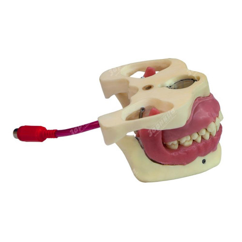 Денто-модель для проведения проводниковой анестезии