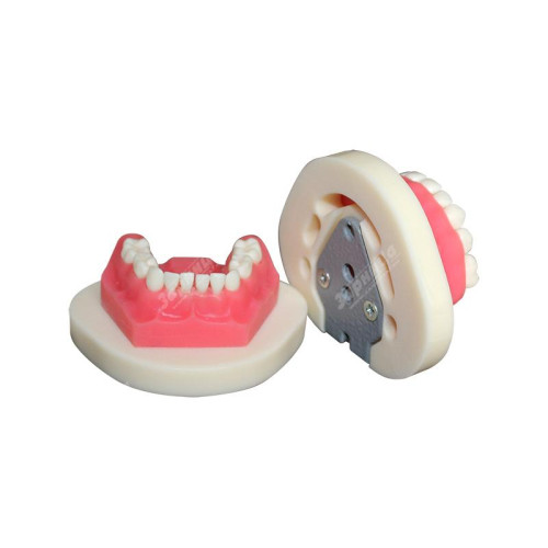 Денто-модель с патологиями ЧВН-24П