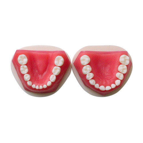 Денто-модель для хирургической практики