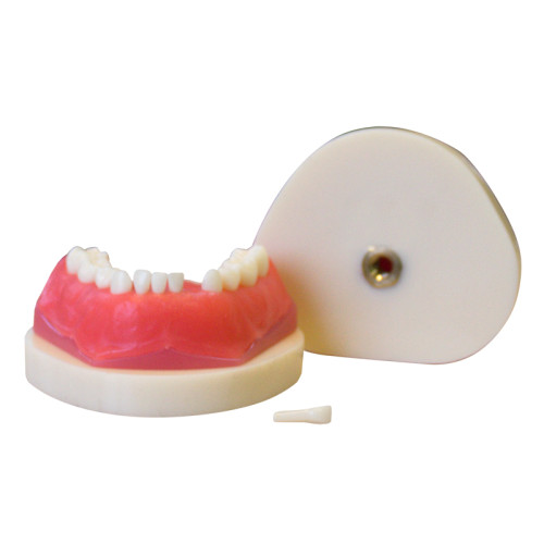 Денто-модель для хирургической практики