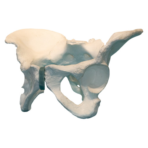 Композитная модель таза