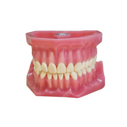 Стоматологический тренажер "ТС-Г.01"