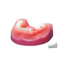 Денто-модель детской верхней и нижней челюсти ЧВН-24 N