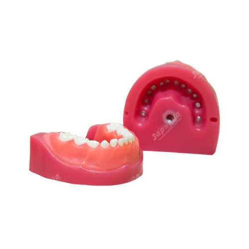 Денто-модель детской верхней и нижней челюсти ЧВН-24 N