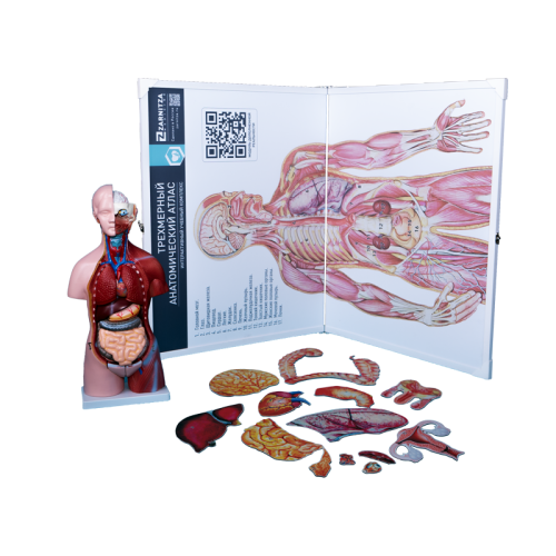 Интерактивный учебный комплекс "Трехмерный анатомический атлас". Приказ 804 Минпросвещения РФ.