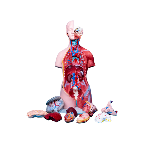 Интерактивный учебный комплекс "Трехмерный анатомический атлас". Приказ 804 Минпросвещения РФ.