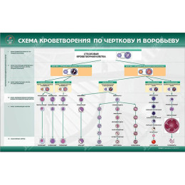 Фантом мужской промежности для катетеризации