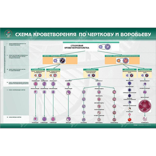 Фантом мужской промежности для катетеризации