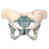 Композитная модель таза