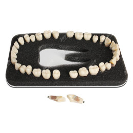 Комплект из 32 модельных зубов "З-32"