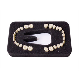 Комплект из 28 модельных зубов "З-28.1"