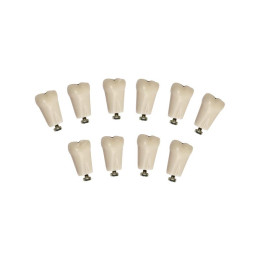 Комплект из 10 модельных зубов одного номера З-32-1.10П