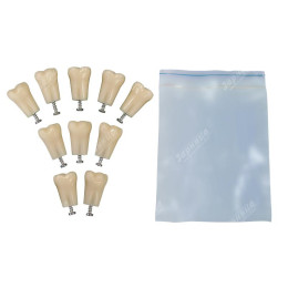 Денто-модель для имплантологии ЧНИ-1.0