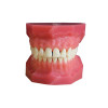 Денто-модель верхней и нижней челюсти ЧВН-28 N