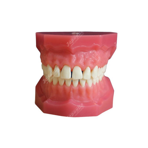 Денто-модель верхней и нижней челюсти ЧВН-28 N