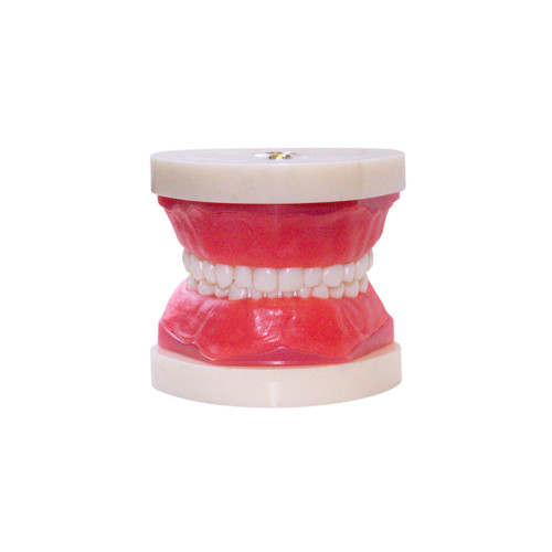 Денто-модель для хирургической практики