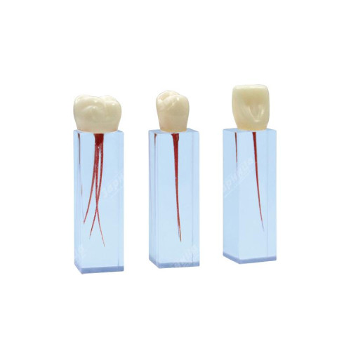 Денто-модель верхней и нижней челюсти ЧВН-32 N