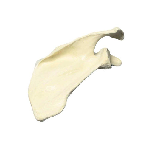 Композитная модель лучевой кости человека