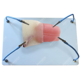 Пособие для отработки навыков лапароскопии "Кишка с аппендиксом"