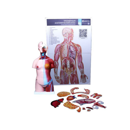 Интерактивный учебный комплекс "Трехмерный анатомический атлас". Приказ 804 Минпросвещения РФ.