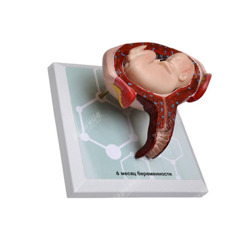 Комплект демонстрационных моделей этапов эмбриогенеза человека