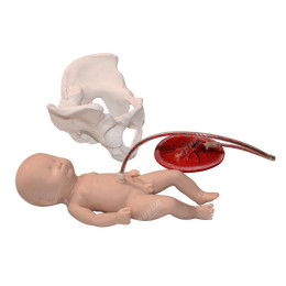 Учебно-демонстрационная модель имитации процесса родов