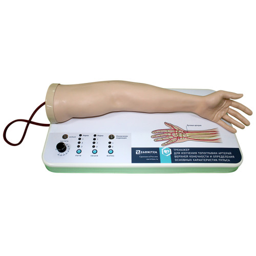 Тренажер для изучения топографии артерий верхней конечности и определения основных характеристик пульса