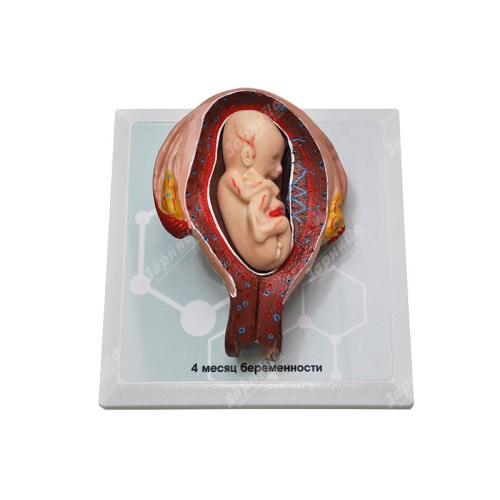 Комплект демонстрационных моделей этапов эмбриогенеза человека