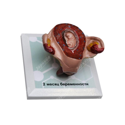 Комплект демонстрационных моделей этапов эмбриогенеза человека