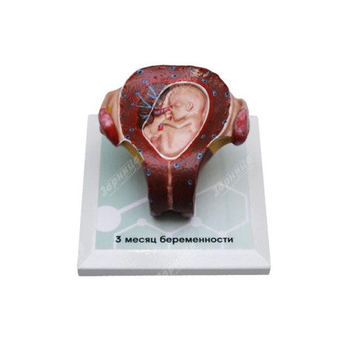 Комплект демонстрационных моделей этапов эмбриогенеза человека