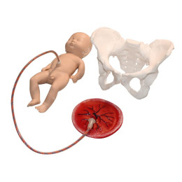 Учебно-демонстрационная модель имитации процесса родов