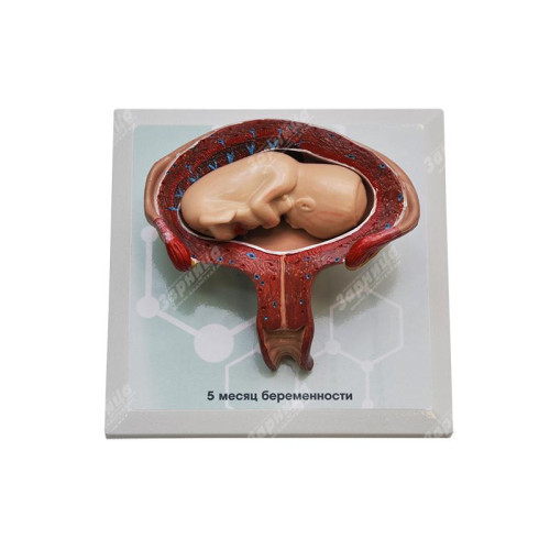 Комплект демонстрационных моделей этапов эмбриогенеза человека