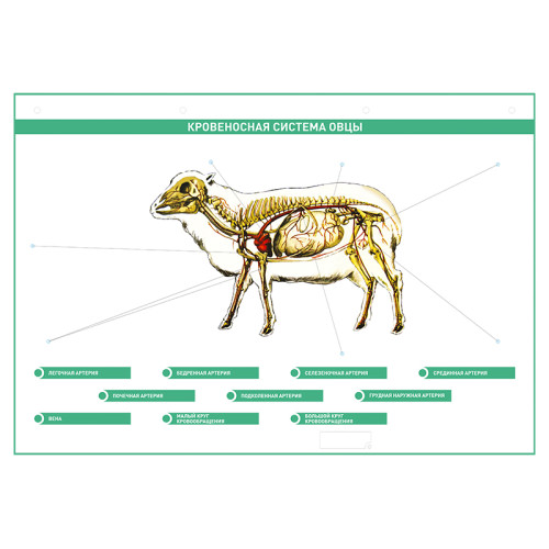 Электрифицированный стенд "Кровеносная система сельскохозяйственных животных" со сменными фолиями