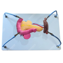 Пособие для отработки навыков лапароскопии "Поджелудочная железа и селезенка"