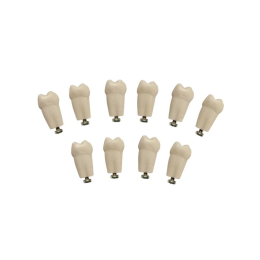 Комплект из 10 модельных зубов одного номера З-32-1.10А