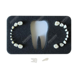 Комплект сменных зубов "З-24"