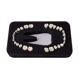 Комплект из 28 модельных зубов З-28П к денто-модели верхней и нижней челюстей для лечения пародонтоза ЧВН-28П (Артикул МУ0319)