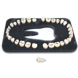 Комплект из 32 модельных зубов З-32К