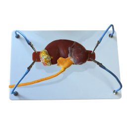 Пособие для отработки навыков лапароскопии "Почка с мочеточником"