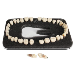 Комплект из 32 модельных зубов З-32П